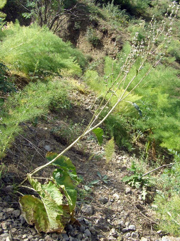 Image of Phlomoides brachystegia specimen.