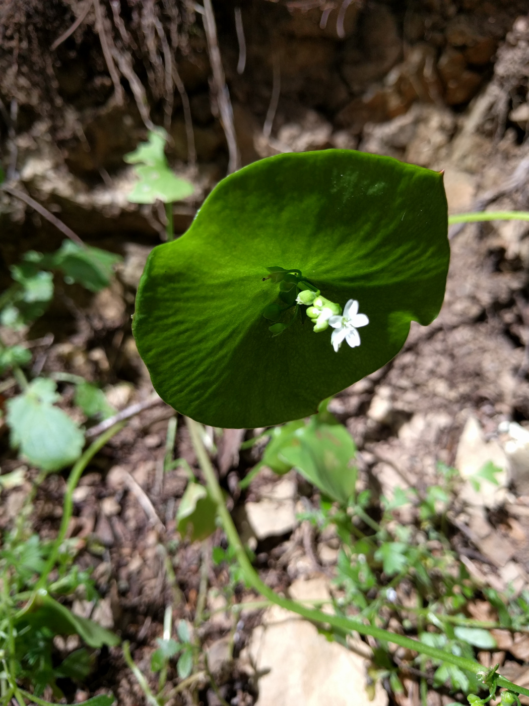 Изображение особи Claytonia perfoliata.