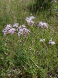 Dianthus superbus. Цветущие растения на поляне. Свердловская обл., окр. г. Североуральск. 19.07.2008.