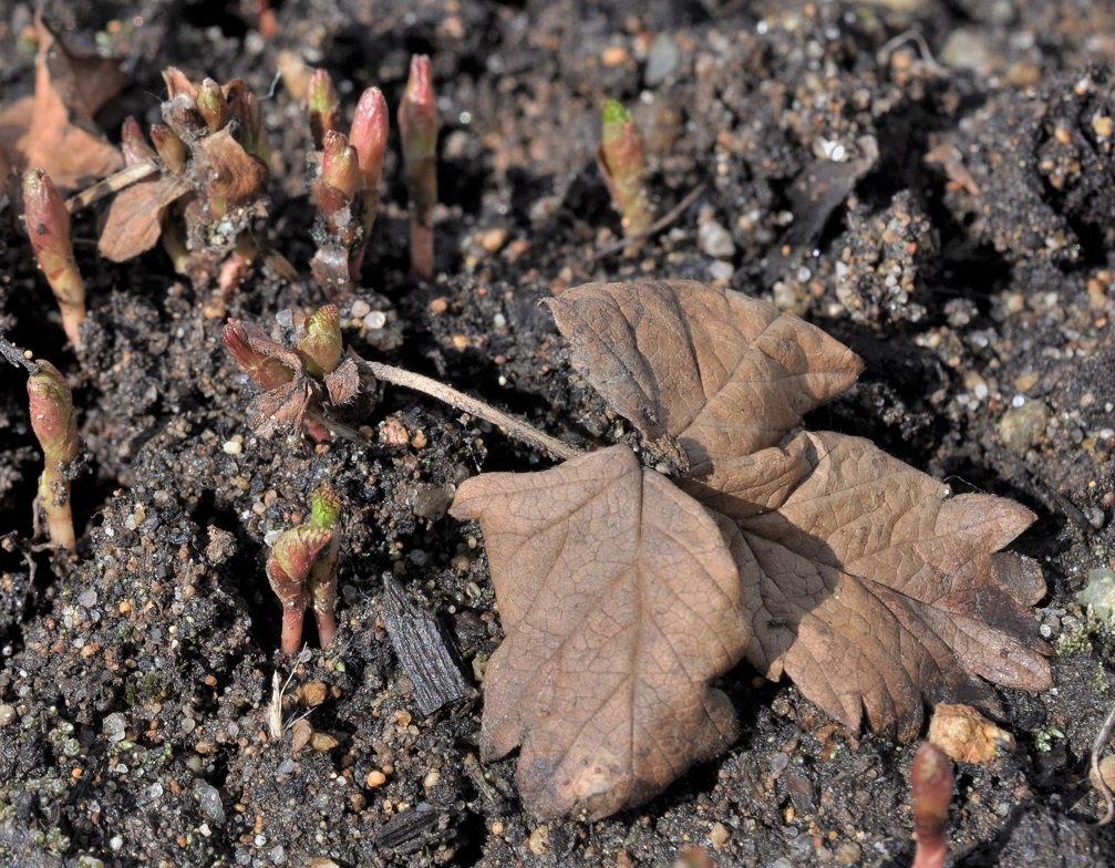 Image of Rubus arcticus specimen.