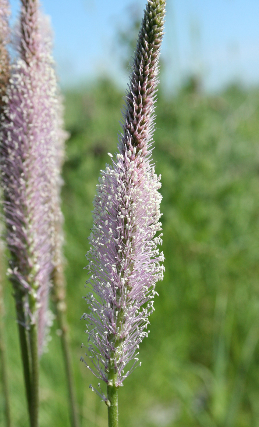 Изображение особи Plantago urvillei.