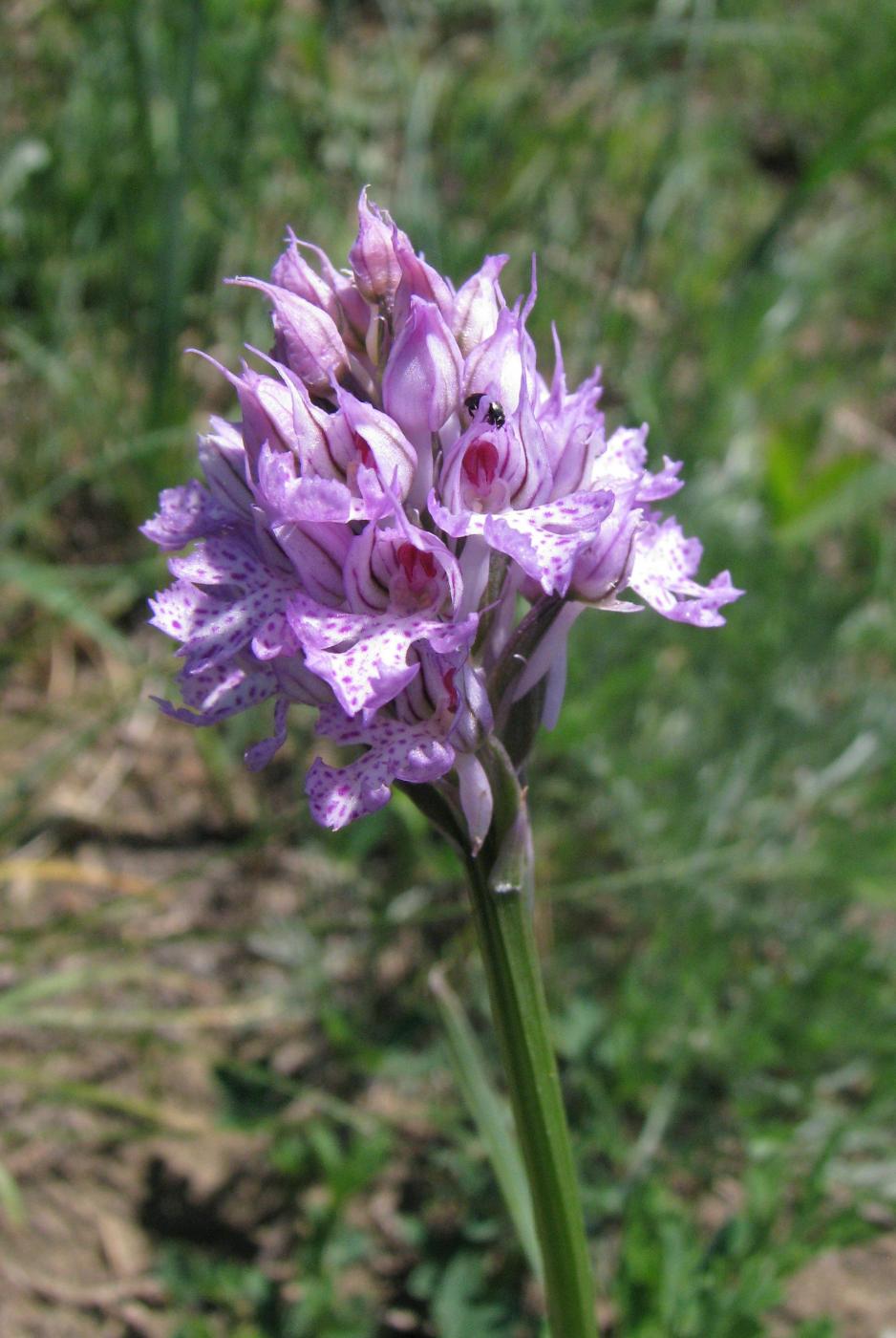 Image of Neotinea tridentata specimen.