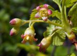 Ribes nigrum