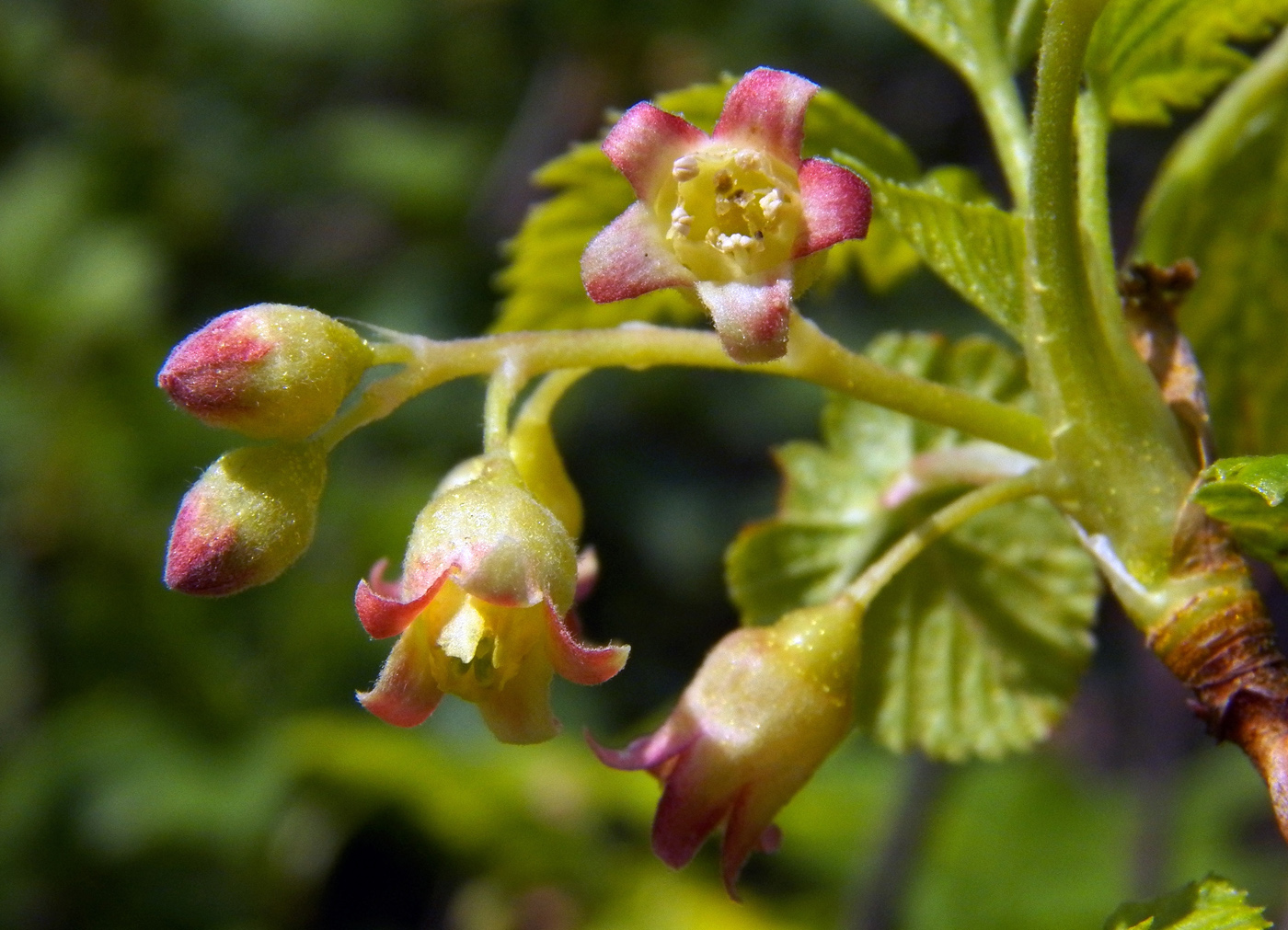 Изображение особи Ribes nigrum.