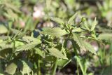 Ranunculus cassubicus