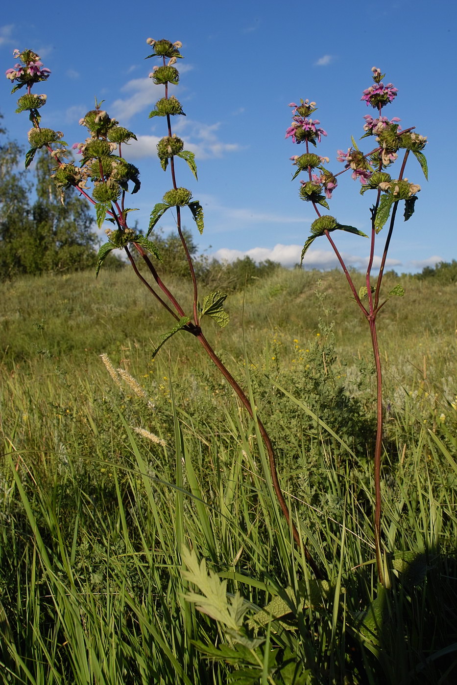 Изображение особи Phlomoides tuberosa.