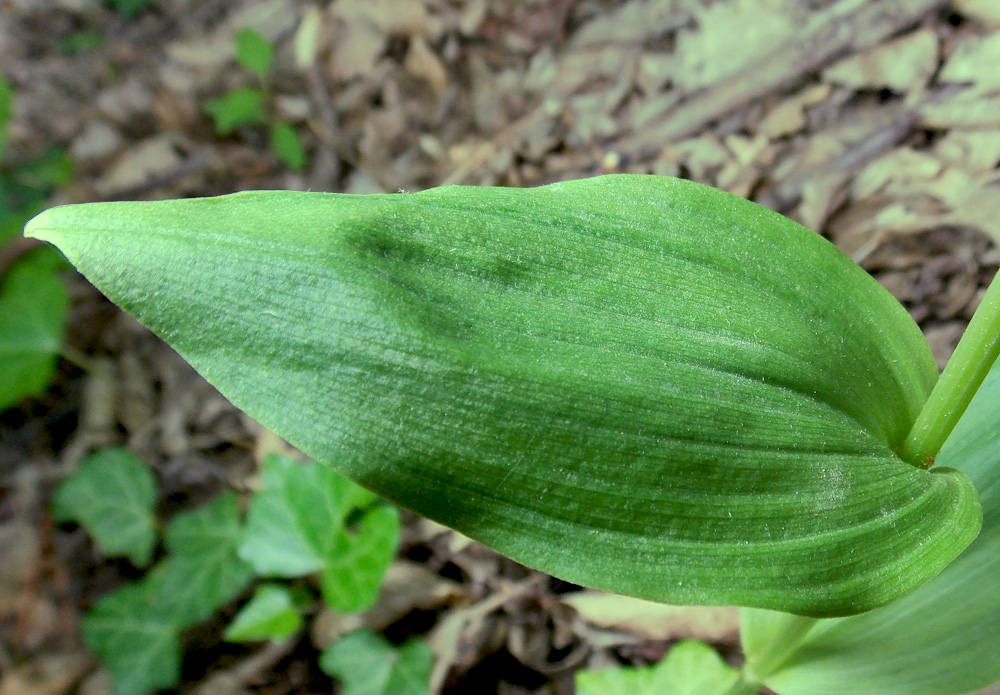 Изображение особи Cephalanthera damasonium.