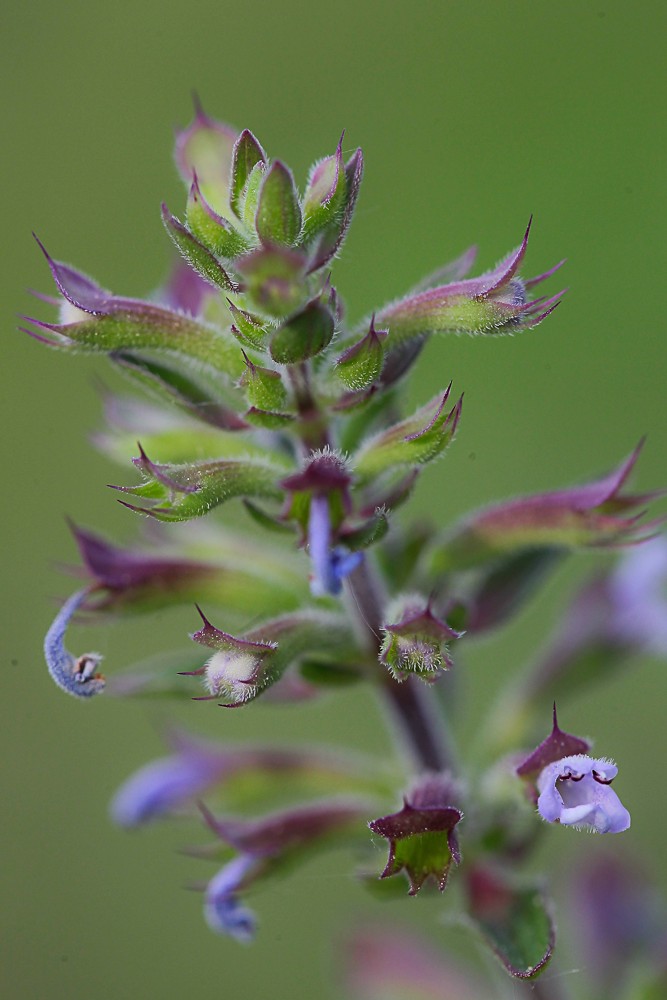 Изображение особи Dracocephalum thymiflorum.