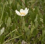 Dryas oxyodonta