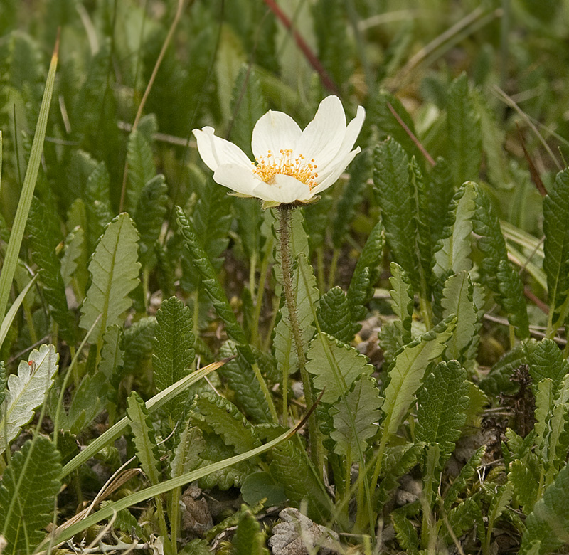 Изображение особи Dryas oxyodonta.