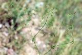 Galium tenuissimum