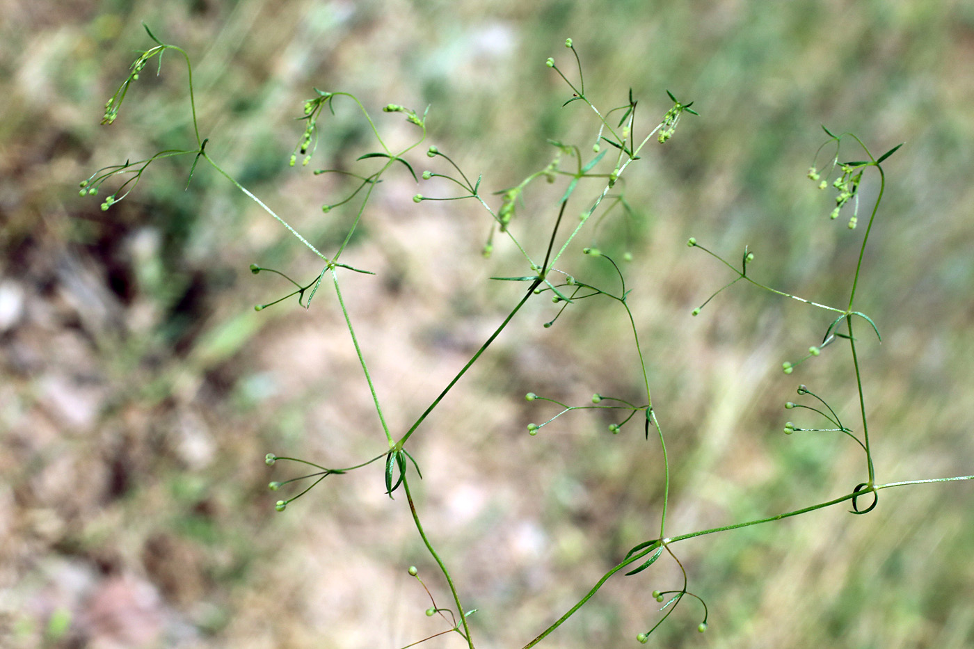 Изображение особи Galium tenuissimum.