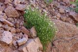 Minuartia kryloviana