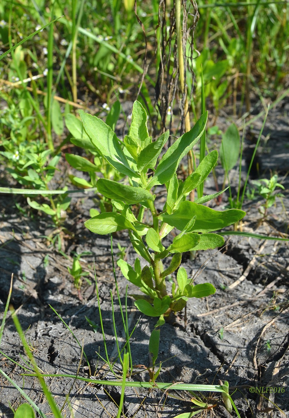 Изображение особи Sphaeranthus strobilifer.