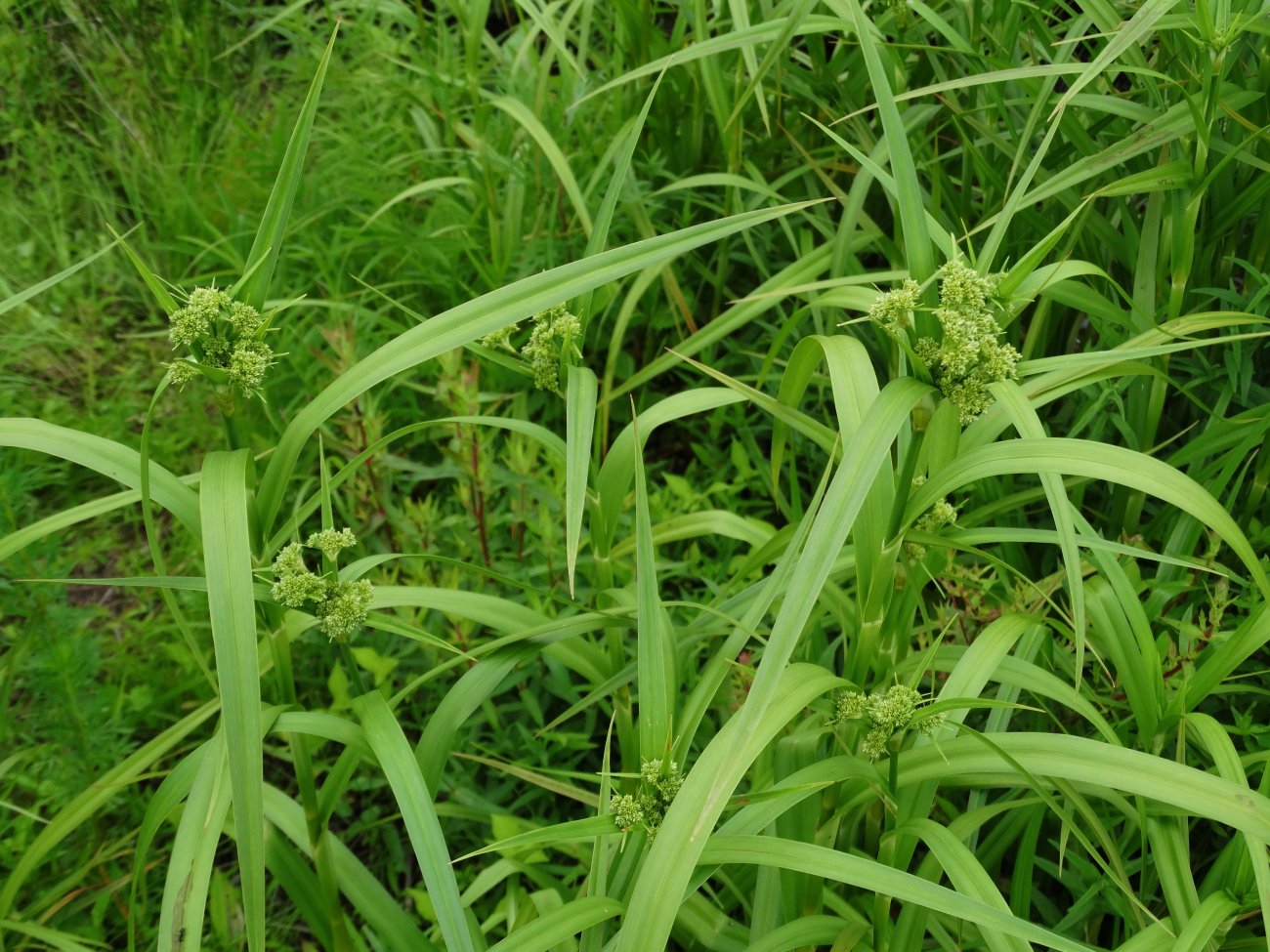 Image of genus Scirpus specimen.
