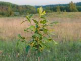 Frangula alnus. Верхушка цветущего растения. Псковская обл., Печорский р-н, окр. дер. Гнилкино, суходольный разнотравно-злаковый луг. 28.05.2016.