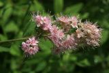 Spiraea salicifolia