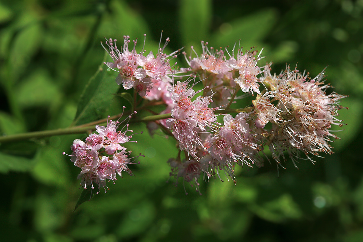 Image of Spiraea salicifolia specimen.