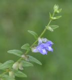 Image of taxon representative. Author is Роланд Цандекидис