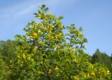 Caragana arborescens