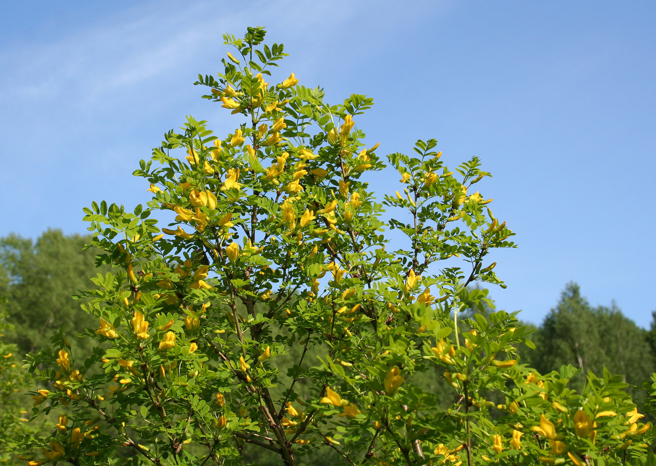 Image of Caragana arborescens specimen.