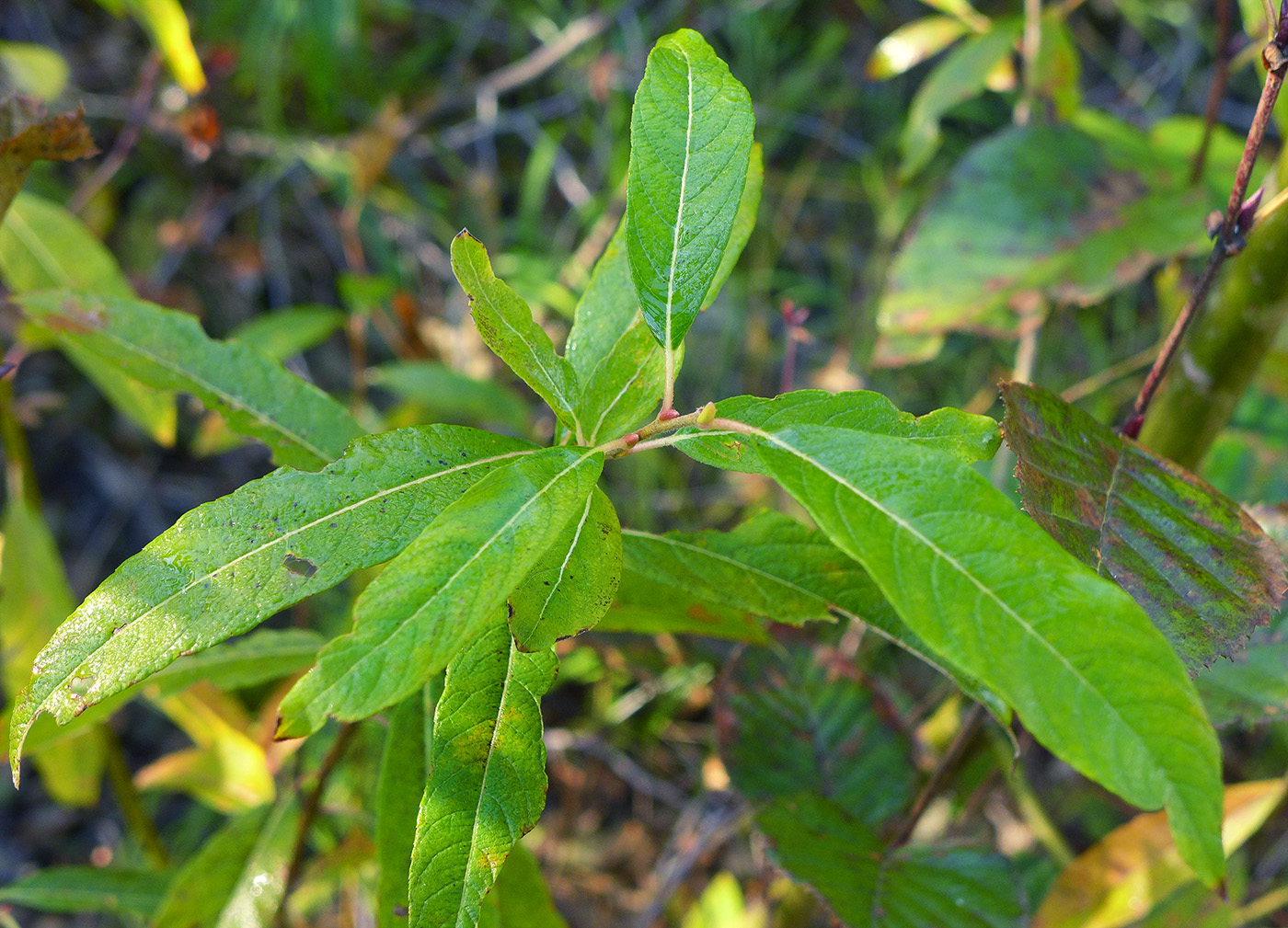 Изображение особи Salix &times; vorobievii.