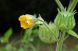 Abutilon theophrasti