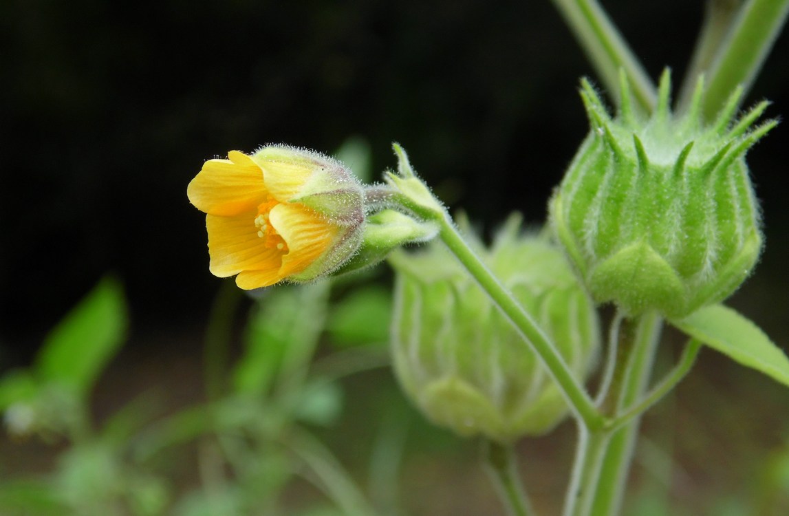 Image of Abutilon theophrasti specimen.