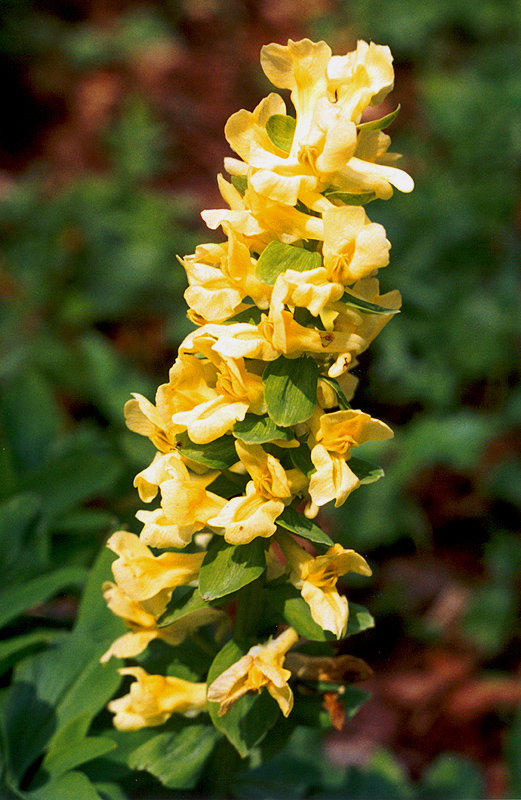 Image of Corydalis marschalliana specimen.