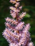 Astilbe chinensis. Часть соцветия. Приморье, окр. г. Находка, на лесной поляне. 30.07.2016.