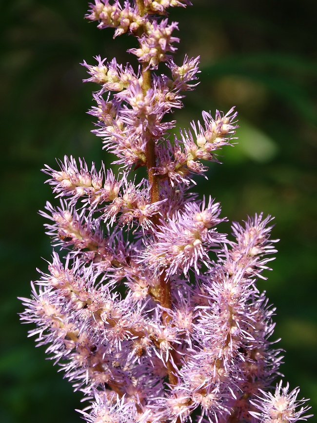 Image of Astilbe chinensis specimen.