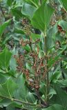 Syringa pubescens ssp. patula
