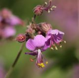 Geranium macrorrhizum