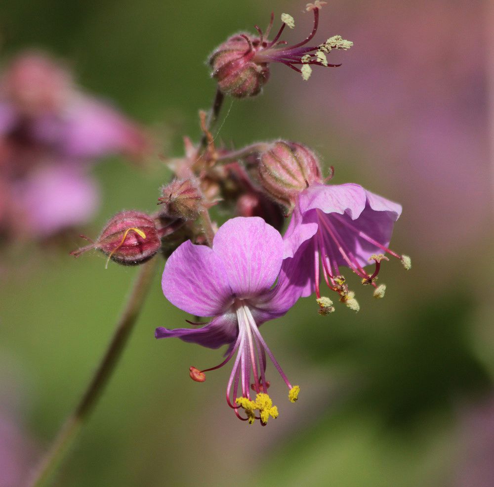 Image of Geranium macrorrhizum specimen.