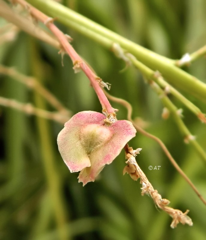 Image of Beaucarnea recurvata specimen.