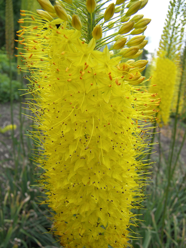 Image of Eremurus stenophyllus specimen.