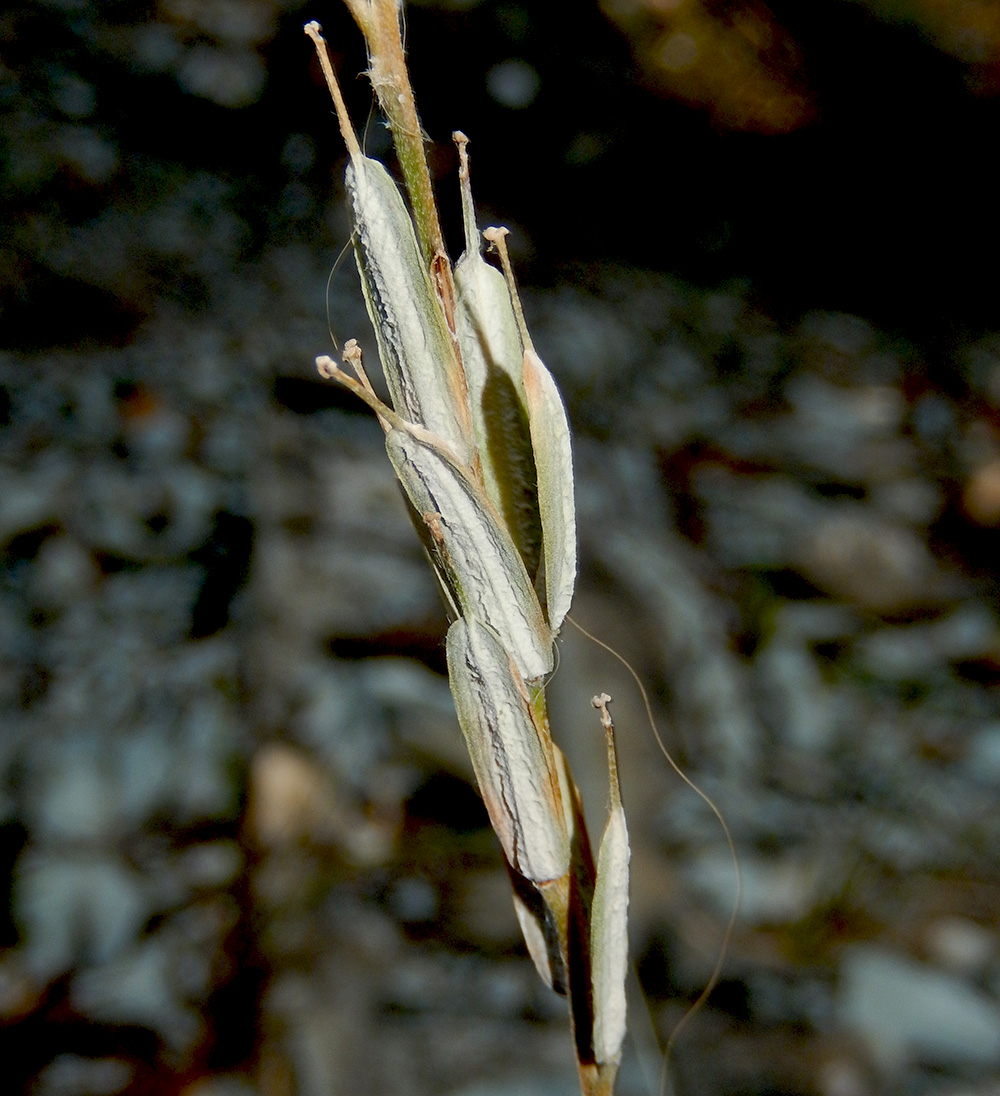 Image of Erysimum cuspidatum specimen.