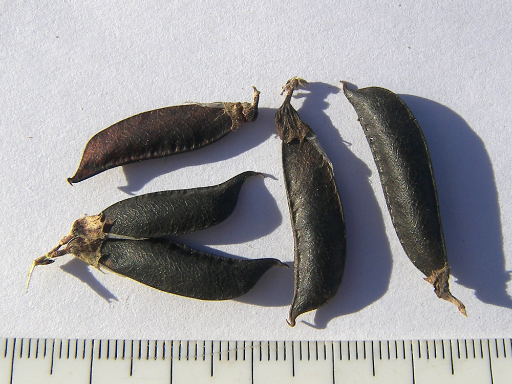 Image of Vicia balansae specimen.