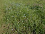 Linum perenne