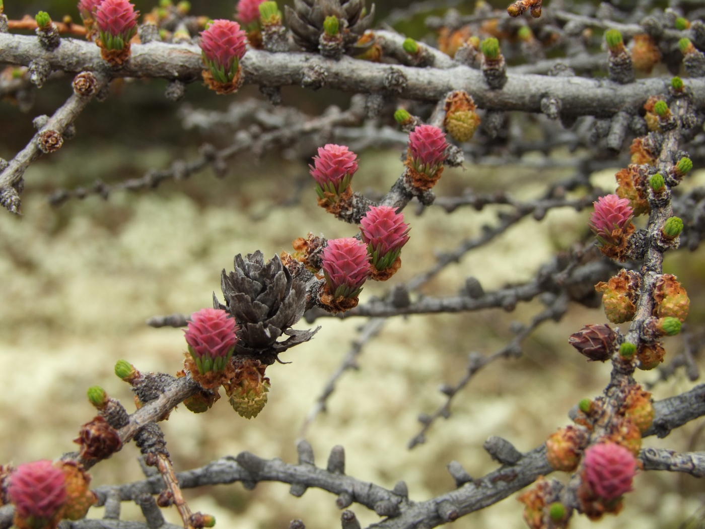 Изображение особи Larix cajanderi.