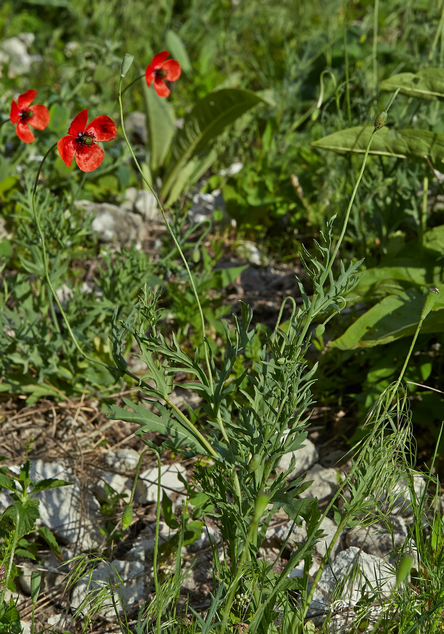 Image of Papaver laevigatum specimen.