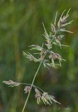 Poa bulbosa подвид vivipara. Соцветие с выводковыми луковичками. Молдова, Оргеевский р-н, окр. с. Требужены, известняковая осыпь. 08.05.2015.
