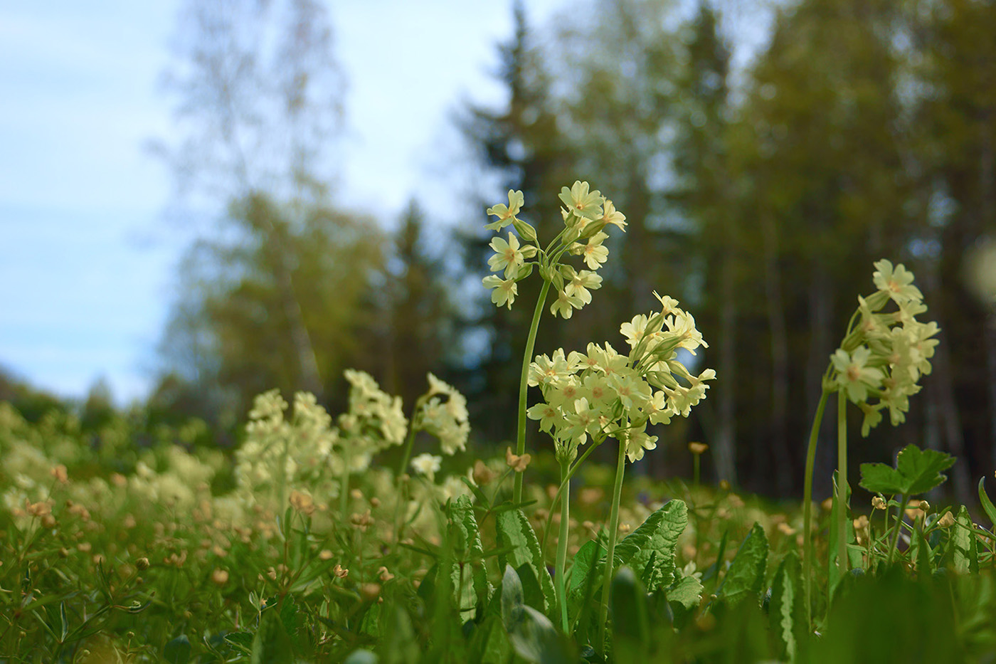 Изображение особи Primula pallasii.