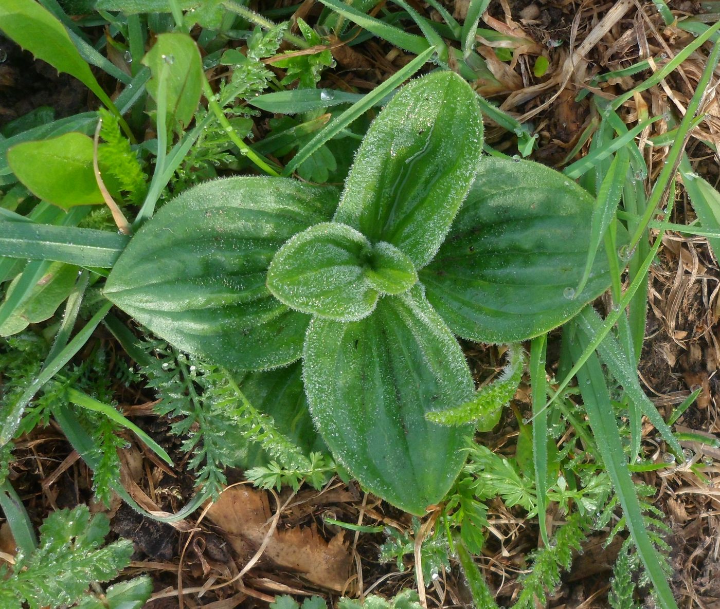 Изображение особи Plantago media.