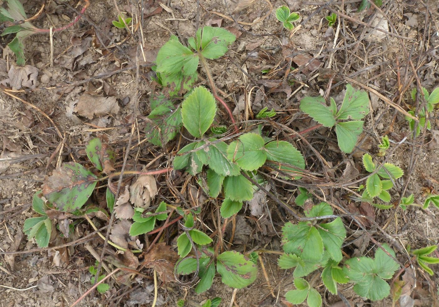 Image of Fragaria &times; ananassa specimen.