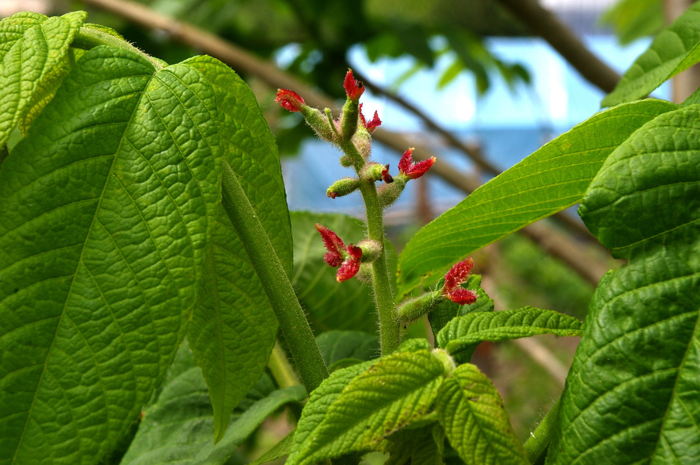 Изображение особи Juglans mandshurica.