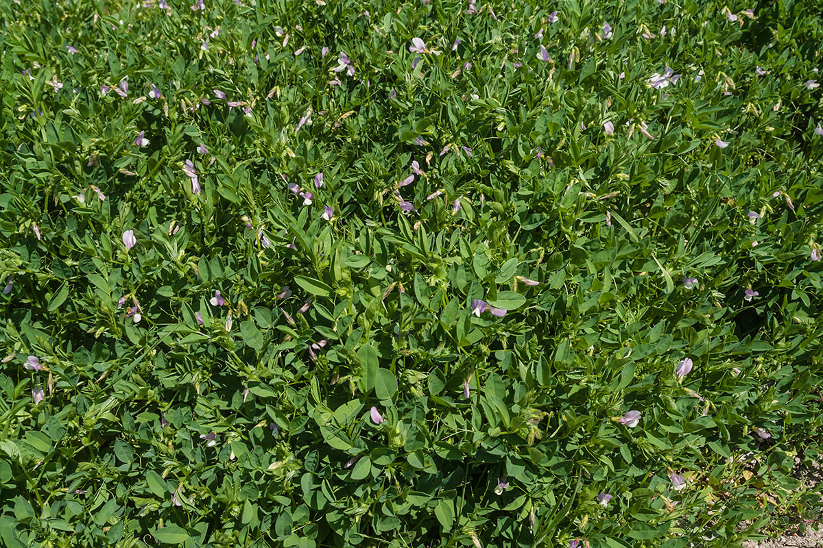 Image of Vicia bithynica specimen.
