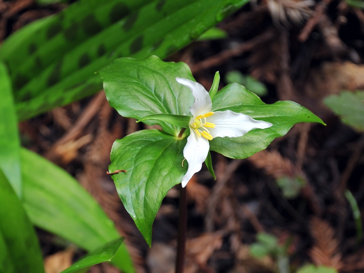 Изображение особи Trillium ovatum.