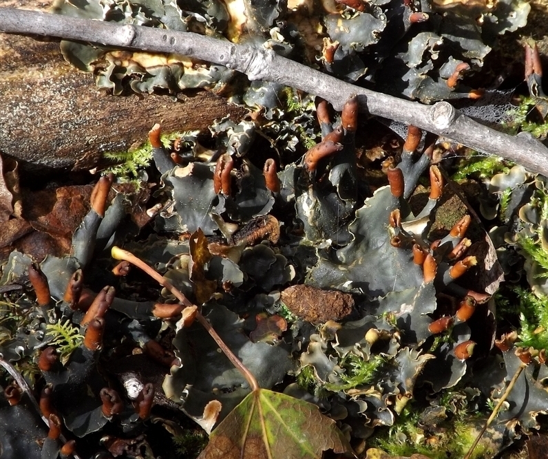 Image of genus Peltigera specimen.