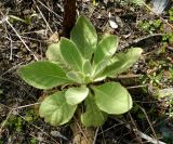 Verbascum thapsus. Розетка молодых прикорневых листьев. Московская обл., Люберцы, ж.-д. станция Панки, пристанционный пустырь. 29.04.2016.